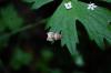 107899 – Photo : Noam Robin – France (36)