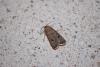 107080 – Photo : Noam Robin – France (36)
