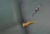 107405 – Photo : D. Martinez – Philippines