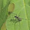 107093 – Photo : D. Martinez – Philippines