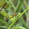 107096 – Photo : D. Martinez – Philippines