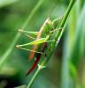 107317 – Photo : Patrick Decreus – France (93)