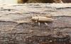 107091 – Photo : Raffaele Bocchini – Italie