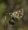 107210 – Photo : Pelouard – Croatie