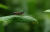 107771 – Photo : Patrick Lamboley – France (39)