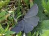 107040 – Photo : Castor – France (09)