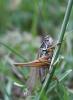 107575 – Photo : alain Roujas – France (31)