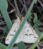 107584 – Photo : Castor – France (49)