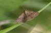 107083 – Photo : Dominique THAUVIN – France (45)