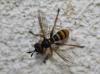 107088 – Photo : alain Roujas – France (31)