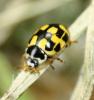 107952 – Photo : David Guedon – France (76)