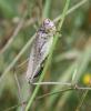107393 – Photo : alain Roujas – France (31)