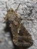 107931 – Photo : alain Roujas – France (31)