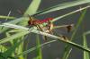 107340 – Photo : Bernard DELEFOSSE – France (26)