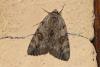 107804 – Photo : Michel Ehrhardt – France (68)