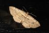 107345 – Photo : Michel Ehrhardt – France (68)