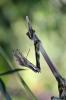 107756 – Photo : Patrice Deramaix – France (30)