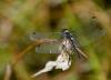 107343 – Photo : Thierry Morel – France (25)