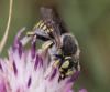 107665 – Photo : Jean-Sébastien Carteron – France (84)