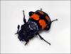 107498 – Photo : Andgelo Mombert – France (25)