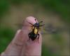 107520 – Photo : Andgelo Mombert – France (25)