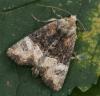 107715 – Photo : Pelouard – France (72)