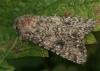 107746 – Photo : Pelouard – France (72)