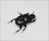 Onthophagus taurus
