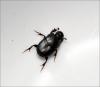 Onthophagus taurus