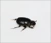 Onthophagus taurus
