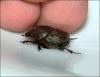 Onthophagus medius