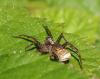 107082 – Photo : Sylvie Berthe – France (28)
