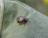 107044 – Photo : Maria Justamond – Royaume-Uni