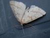 107669 – Photo : Dominique THAUVIN – France (45)