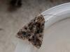107887 – Photo : Dominique THAUVIN – France (45)