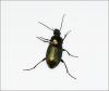 Poecilus cupreus