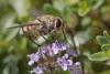 107231 – Photo : Marc Solari – France (68)