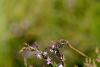 107933 – Photo : Thierry Morel – France (25)