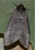 107081 – Photo : Jean-Luc Bluem – France (68)