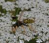107138 – Photo : Andgelo Mombert – France (25)