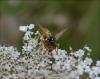 107139 – Photo : Andgelo Mombert – France (25)