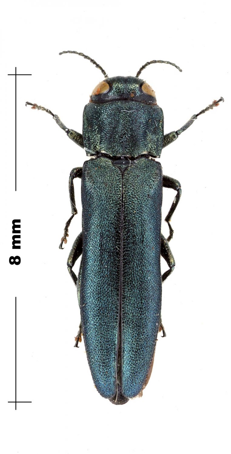 P.Deschamps - Agrilus (Agrilus) viridis - réf. 107002 (763 x 1500 pixels, 154 ko)