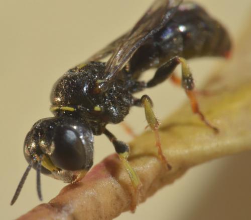Lindenius pygmaeus