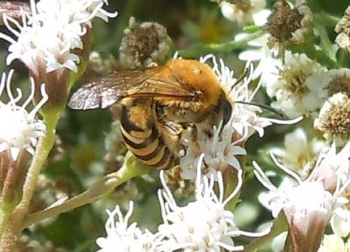 Réf. 108 105 : Colletes sp.
