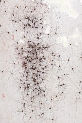 Réf. 108 096 : Leiobunum sp-a