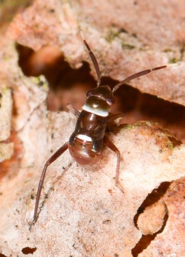 Pilophorus cinnamopterus