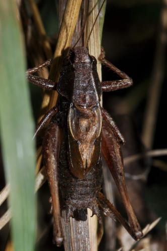Metrioptera saussuriana