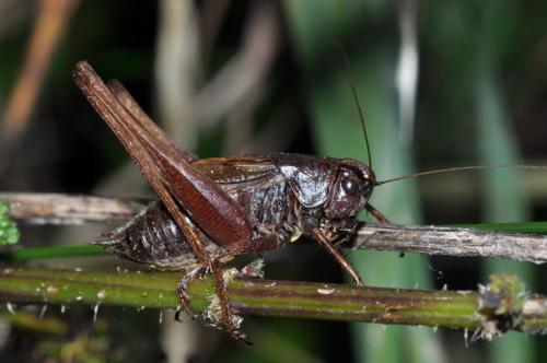 Metrioptera saussuriana