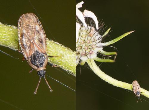Dictyla echii