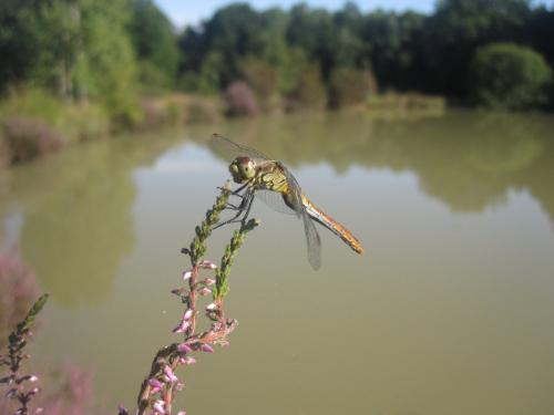 Sympetrum sanguineum